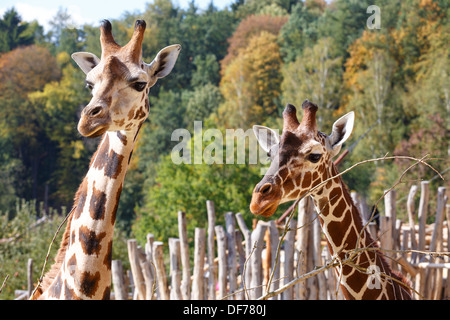 Gros plan de deux beaux jeunes girafe Banque D'Images