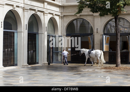 Retour à l'étalon Lipizzans d'équitation après la formation à l'École d'équitation espagnole à Vienne Banque D'Images