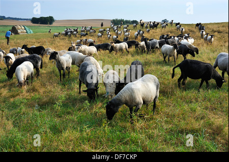 Troupeau de moutons dans un pâturage, Bentin, Mecklembourg-Poméranie-Occidentale, Allemagne Banque D'Images