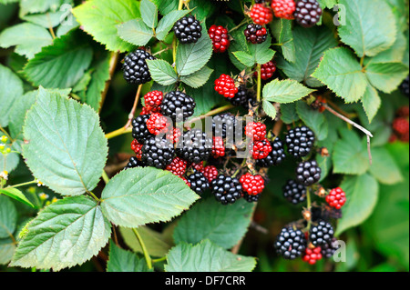 Et Mûres Mûres non mûres de ronce (Rubus) section sur le bush, Basse-Saxe, Allemagne Banque D'Images