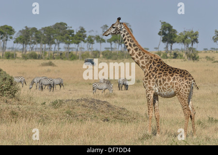 Les Masais Girafe (Giraffa camelopardalis tippelskirchi) et le zèbre de Burchell (Equus quagga), Massai Mara, Serengeti Banque D'Images