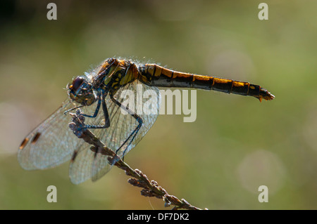 Dard noir ou noir Meadowhawk (Sympetrum danae), femme, Jutland, Danemark Banque D'Images