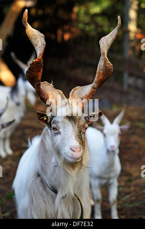 Chèvre Girgentana, Billy Goat, Mecklembourg-Poméranie-Occidentale, Allemagne Banque D'Images