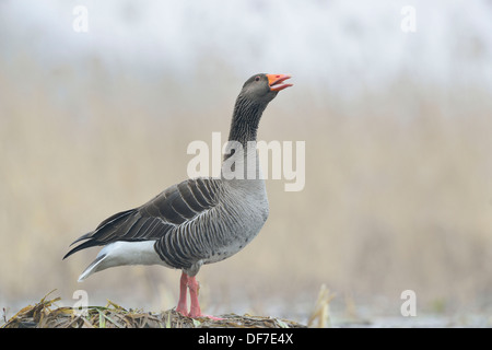 Oie cendrée ou oie cendrée (Anser anser), Saxe, Allemagne Banque D'Images