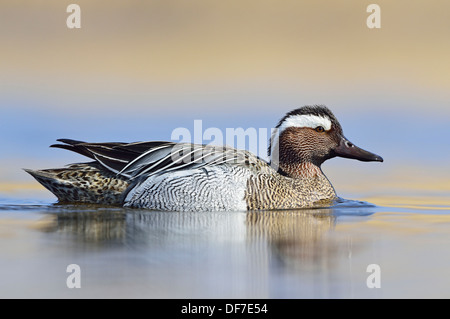 Sarcelle d'été (Anas querquedula), Drake, Saxe, Allemagne Banque D'Images