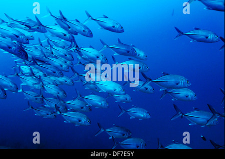 Carangue bleue, Bar Jack ou à rayures bleu Cavalla (Caranx ruber), Raja Ampat, Papouasie occidentale, en Indonésie Banque D'Images