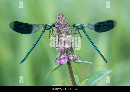 Demoiselles Calopteryx splendens (bandes), Hesse, Allemagne Banque D'Images