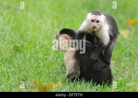 (Dossier) une archive photo datée du 24 juin 2013 montre le singe capucin Mally se trouve sur l'arrière d'un autre singe dans leur boîtier extérieur 'Mally-bu' at The Serengeti Park près de Hodenhagen, Allemagne. Bieber's ancien singe a trouvé que sa nouvelle maison, après avoir été confisqués par les douanes à l'aéroport de Munich en mars 2013. Photo : Holger Hollemann Banque D'Images