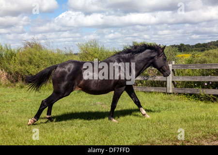 Florida Cracker espagnol, poney Chickasaw au galop s'exécutant sur des Prairies Paynes. Banque D'Images