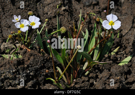 Moindre Renoncule Baldellia ranunculoides - Banque D'Images