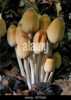 L'encre luisante champignons - Coprinus micaceus Chapeau Banque D'Images