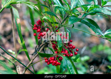 Des grappes de fruits rouges sur une zone humide sauvage arbuste ou buisson. Banque D'Images