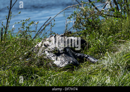 Alligator Alligator mississippiensis) soleil (le long du bord de l'eau des zones humides des prairies de Payne. Banque D'Images
