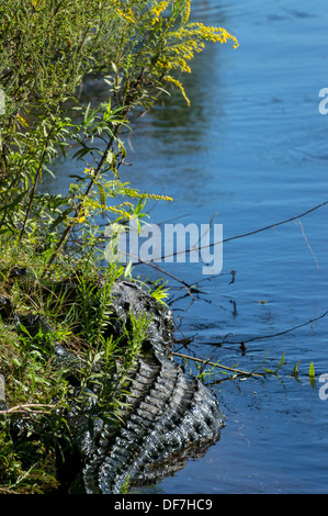 Alligator Alligator mississippiensis) soleil (le long du bord de l'eau des zones humides des prairies de Payne. Banque D'Images