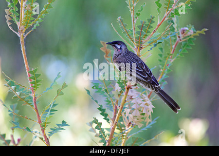 L'Wattlebird Anthochaera carunculata (rouge) est hautement développé, à pointe de pinceau langue adaptés pour se nourrir de nectar. Banque D'Images