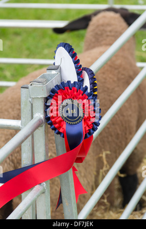 Rosette pour la première place dans l'un des moutons des cours à l'enterrer Pays Show 2013, Lancashire. Banque D'Images