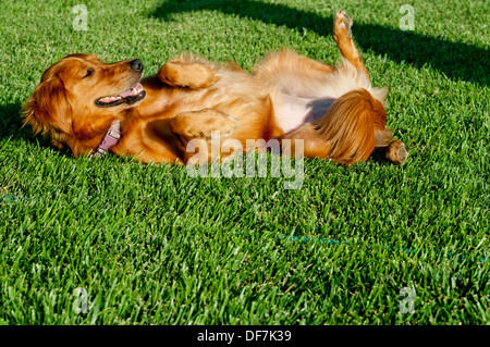 Golden retriever femelle roulant sur retour Banque D'Images