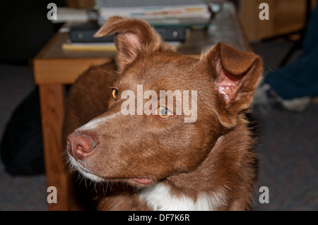 Border Collie/berger australien cross Banque D'Images