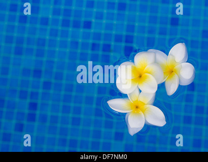 Fleurs de frangipanier dans l'eau bleue Banque D'Images