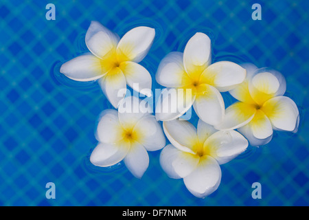 Fleurs de frangipanier en bleu l'eau de piscine Banque D'Images