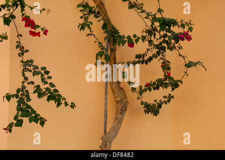 Arbre planté contre un mur à Hurghada, Egypte. Banque D'Images