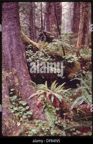 Salal, les arbustes Red Huckleberry, Western Sword Fern et Bead Ruby couvrent le plancher forestier le long d'une bande océanique dans le nord-ouest du Pacifique, contribuant à la riche biodiversité des forêts pluviales tempérées côtières. Banque D'Images