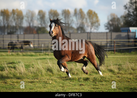 Brown welsh mountain pony stallion avec des cheveux noirs en marche Banque D'Images