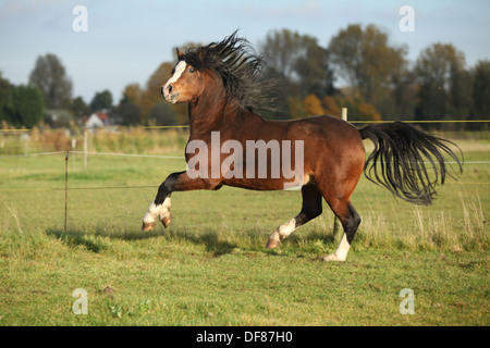 Superbe étalon poney Welsh mountain brun aux cheveux noirs en marche Banque D'Images