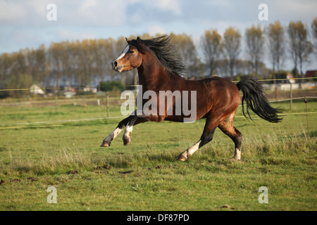 Brown welsh mountain pony stallion avec des cheveux noirs en marche Banque D'Images