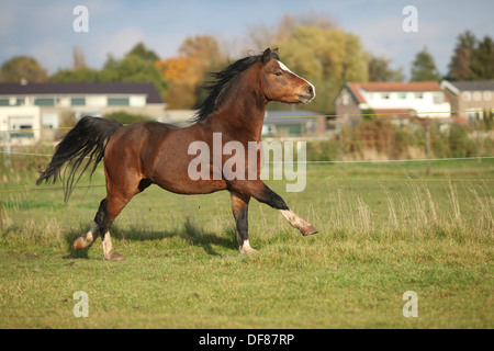 Brown welsh mountain pony stallion galloping avec des cheveux noirs en automne Banque D'Images