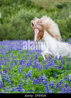 L'exécution par lupin. Cheval de race pure dans l'été de fleurs de lupins, Islande Banque D'Images