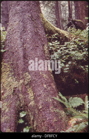 Cette image montre un épinette de 400 ans qui pousse à partir d'une bûche infirmière dans un écosystème forestier. Le couvert végétal environnant comprend des salaux, des rubis perle, des fougères saumâtres et des plantes occidentales, contribuant à la biodiversité et à l'équilibre écologique de la région. Banque D'Images