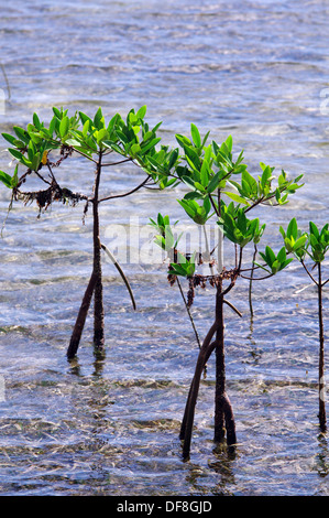 Les plantes de la mangrove rouge à Cayo Coco, Cuba Banque D'Images