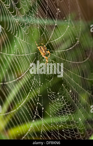 Banlieue Nord de Londres Jardin européen commun Croix Araignée Araneus Diadematus Orb web spiders rosée goutte d'eau de pluie webs gouttes feuille feuilles macro close up Banque D'Images