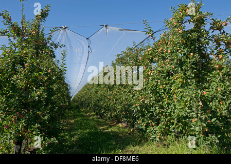 Les pommes mûres fruits fortement cordon sur le filet sous l'ombre des arbres près de Sainte-Foy-la-Grande, Gironde, France, Août Banque D'Images