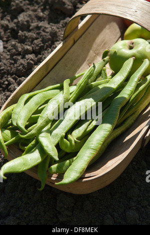 Haricots fraîchement cueillis 'Armstrong' (Phaseolus coccineus) à partir d'un allotissement à Sheffield, en Angleterre. Banque D'Images