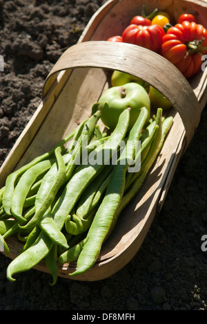 Haricots fraîchement cueillis 'Armstrong' (Phaseolus coccineus) à partir d'un allotissement à Sheffield, en Angleterre. Banque D'Images