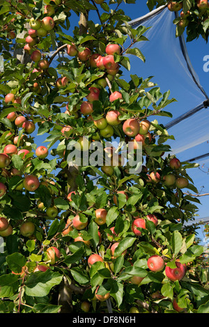 La fructification des pommes mûres fortement cordon rose dame sur les arbres près de Sainte-Foy-la-Grande, Gironde, France, Août Banque D'Images