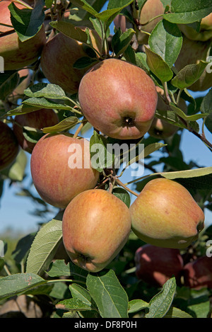 La fructification des pommes mûres fortement cordon rouge délicieux sur les arbres près de Sainte-Foy-la-Grande, Gironde, France, Août Banque D'Images