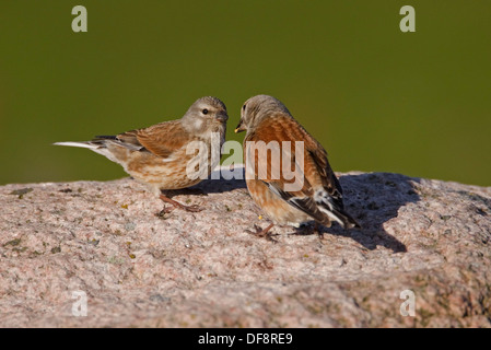 (Linnet Carduelis cannabina) juvénile alimentation adultes Banque D'Images