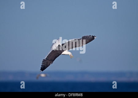 Goéland marin (Larus marinus) en vol Banque D'Images