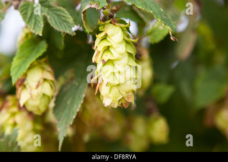 Cônes de houblon sont vus dans une ferme (hop hop yard) dans Munnsville, NY Banque D'Images