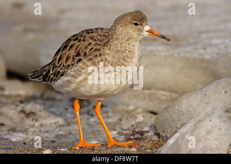 Le Combattant varié (Philomachus pugnax) en plumage d'hiver Banque D'Images