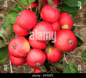 Apple, 'Red Miller's Seedling', variété growing on tree, fruits pommes rouges England UK Banque D'Images