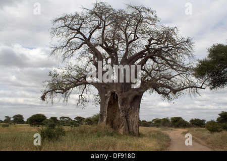 Baobab, également connu sous le nom de l'arbre à l'envers, avec les dégâts causés par les éléphants dans le parc de Tarangire, Tanzania, Africa Banque D'Images