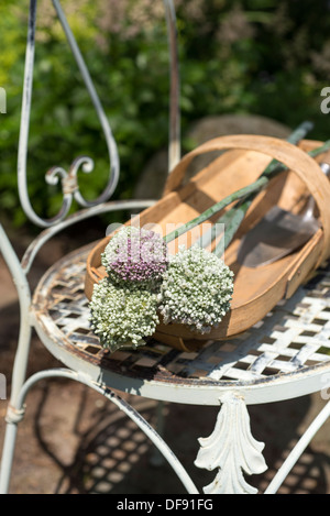 Fleurs de poireaux dans un Sussex trug sur une chaise en fer forgé. UK. Banque D'Images