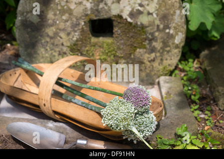 Fleurs de poireaux dans un Sussex trug sur une chaise en fer forgé. UK. Banque D'Images