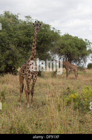 À la recherche d'un droit permanent de girafe camera tandis qu'un autre mange dans l'arrière-plan. in Serengeti National Park, Tanzania, Africa Banque D'Images