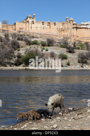 Sur le lac Maotha vers le Fort Amber près de Jaipur, Rajasthan, Inde. Banque D'Images