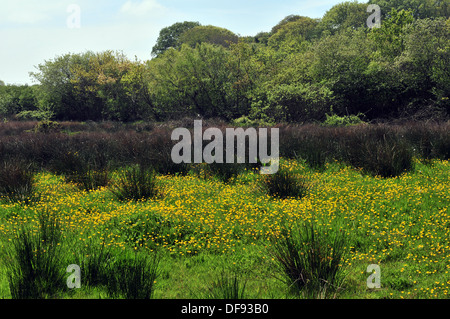 Soleil du printemps sur une prairie de pâturages humides dans l'ouest du pays de Galles - avec renoncules et soft rush. Banque D'Images
